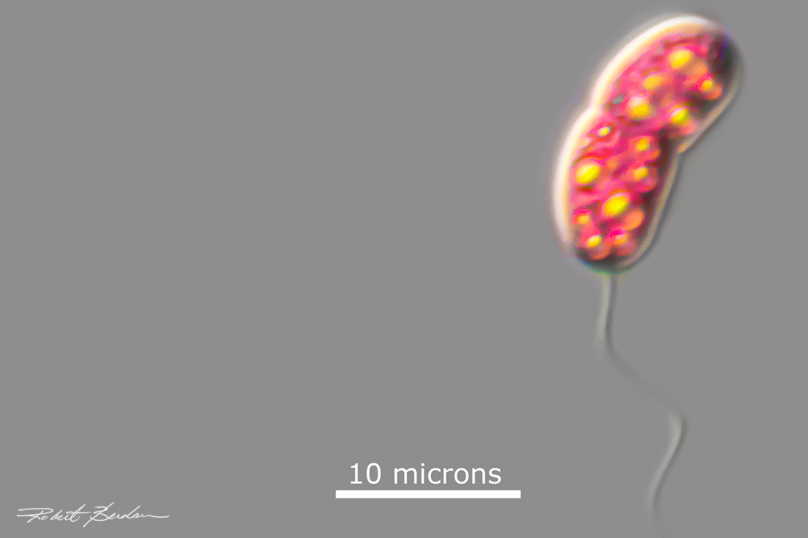 Bacterium (Chromatium sp.