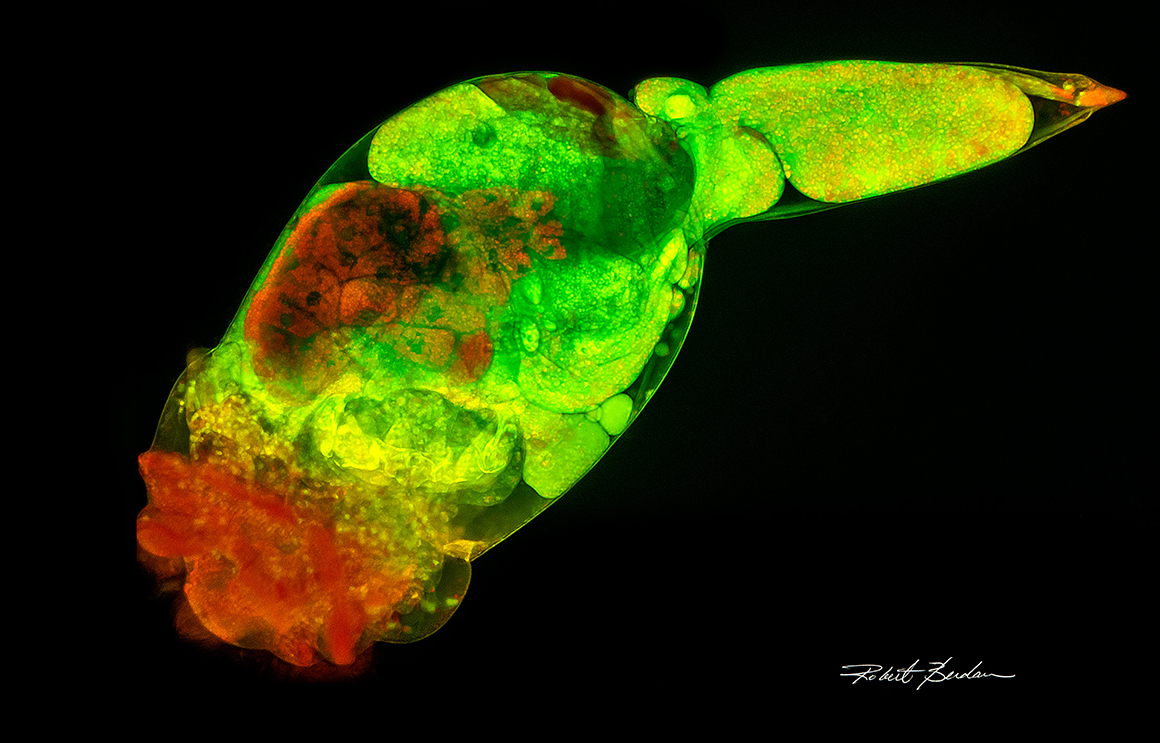 Brachionus manjavacas stained with Acridine orange and viewed with a fluorescence microscope by Robert C Berdan