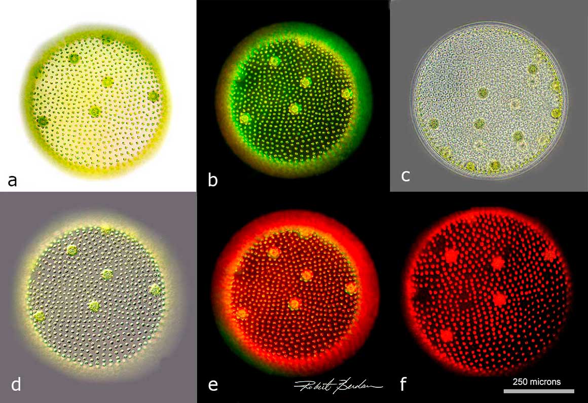 The examples illustrate a single Volvox colony viewed by several types of microscope illumination: a). bright-field, b) dark-field, c) phase contrast, d) differential interference contrast, e) Rheinberg lighting, and f) green-light fluorescence. Magnification: 100X by Robert C. Berdan 