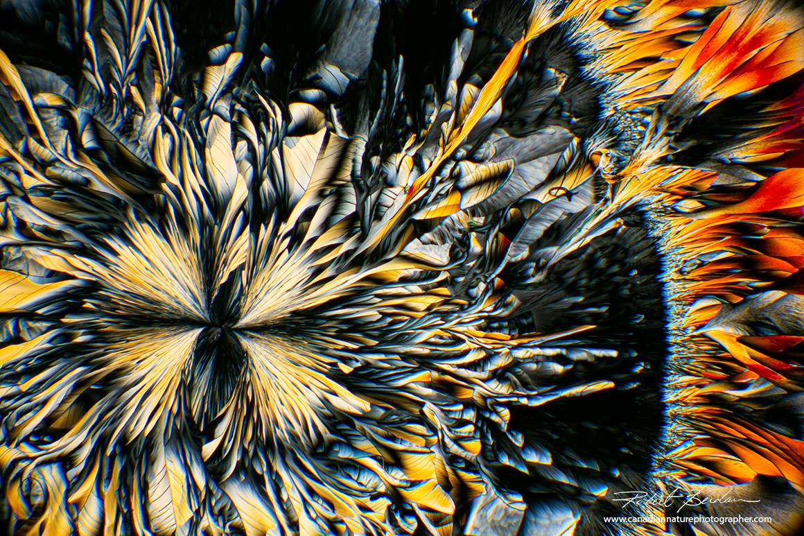 Crystal of amino acids by polarized light microscopy. 100X