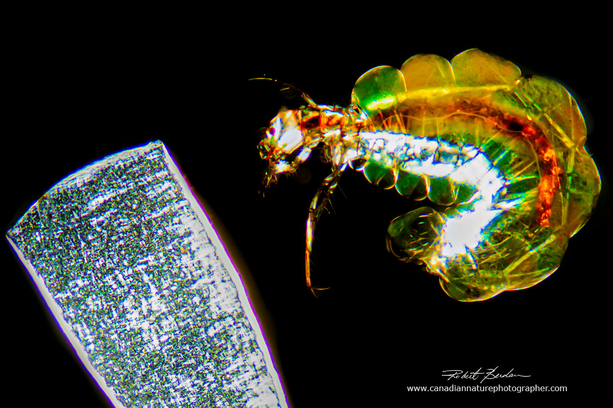 Caddisfly larvae are freshwater insects, and this one belongs to the genus Oxyethira polarizing microscopy by Robert C Berdam 20X