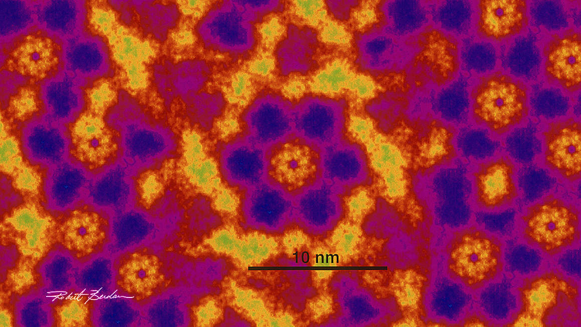 electron micrograph of isolated jap junction protein subunits in the pasma membrane of cells by Robert C Berdan 1987