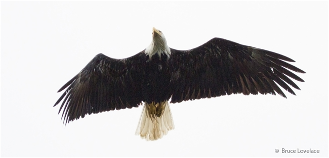 Eagle by Bruce Lovelace ©