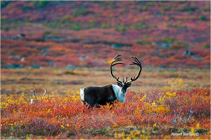 Barren lands Caribou centered in the picture by Robert Berdan 