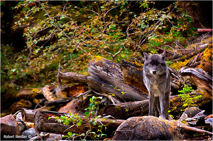 Wolf in Blaeberry valley photograph by Robert Berdan 