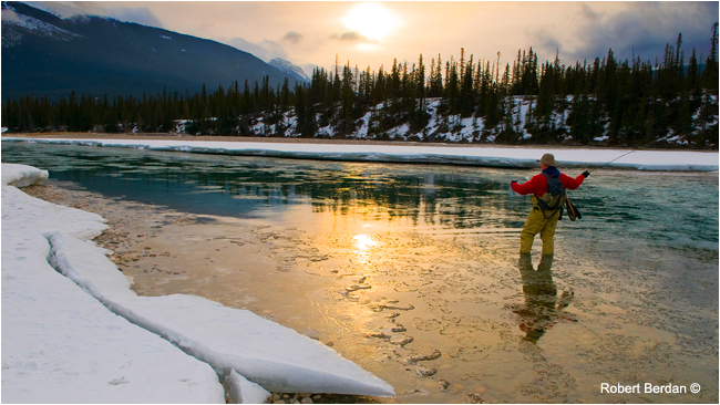 Winter fly fishing on the Athabasca river by Robert Berdan ©