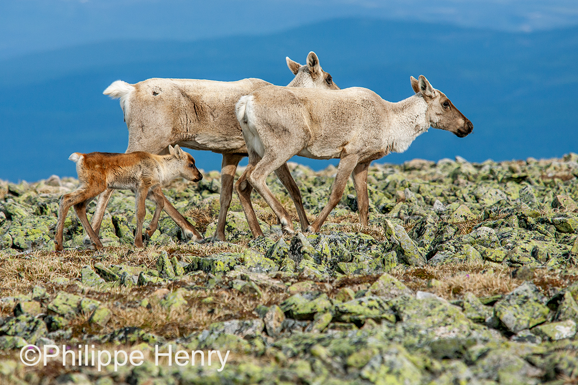 Caribou photograph by Philippe Henry ©