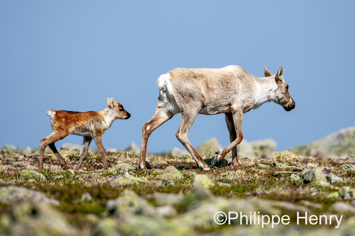 Caribou photograph by Philippe Henry ©