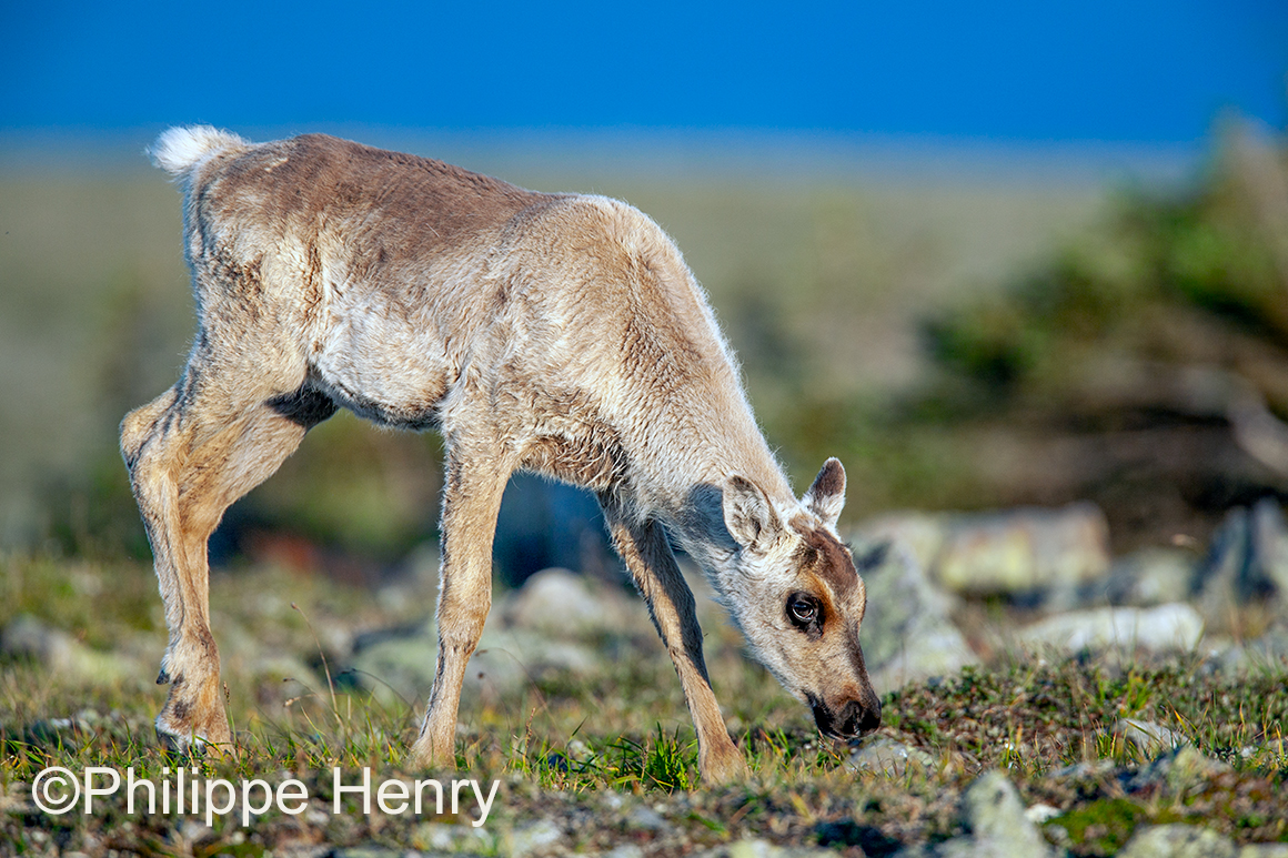 Caribou photograph by Philippe Henry ©