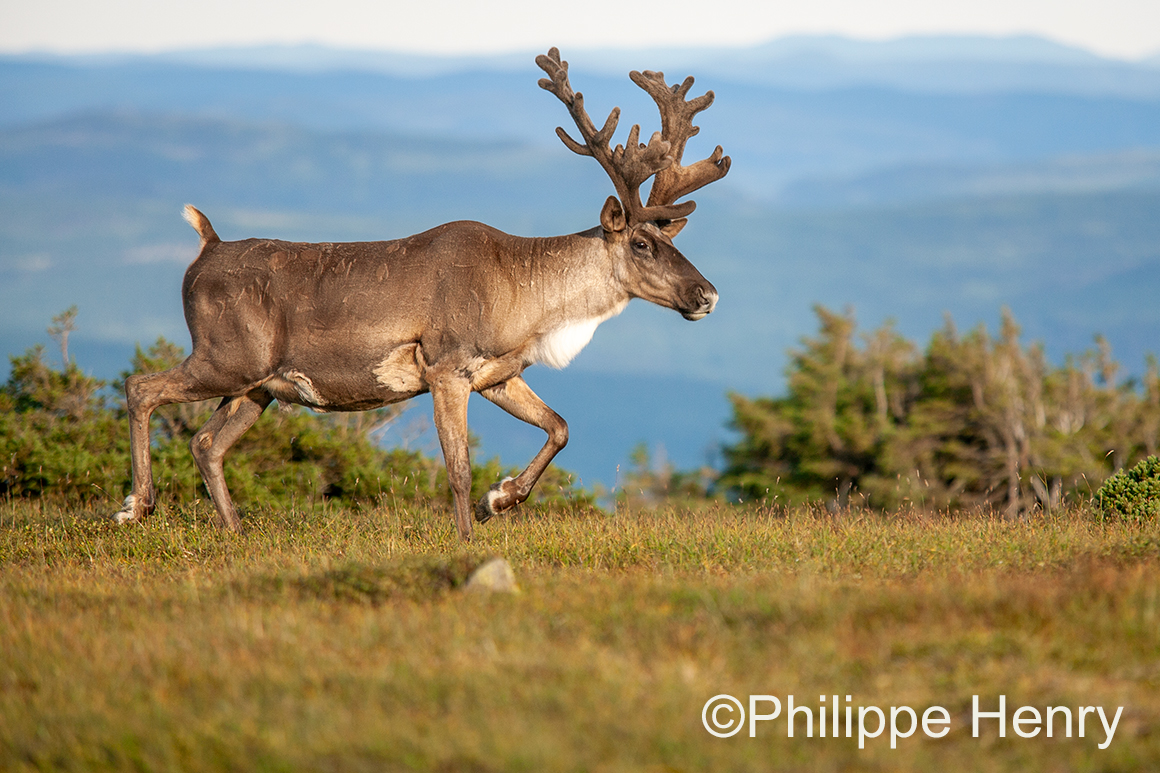 Caribou photograph by Philippe Henry ©