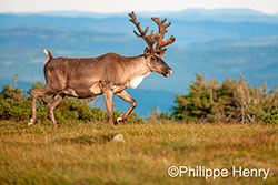 Caribou by Philippe Hencry ©