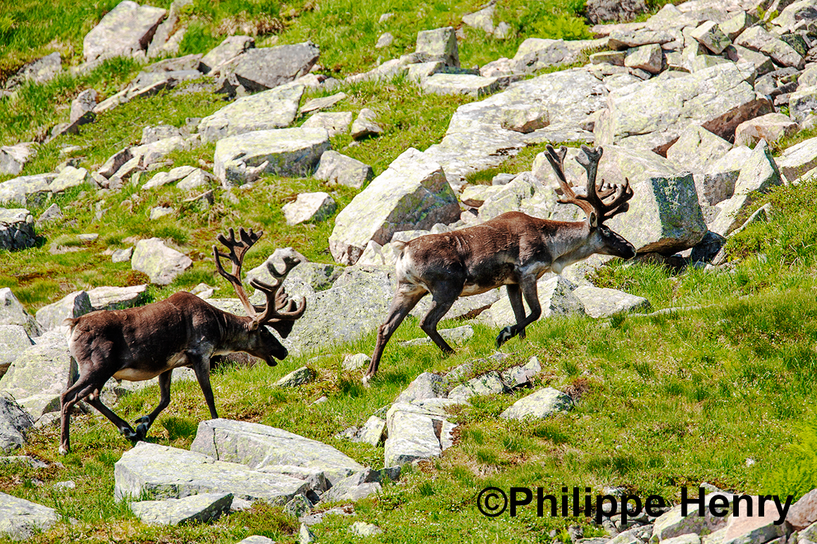 Caribou photograph by Philippe Henry ©