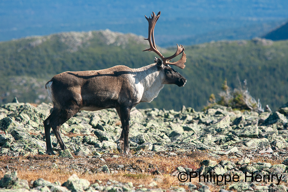 Caribou photograph by Philippe Henry ©