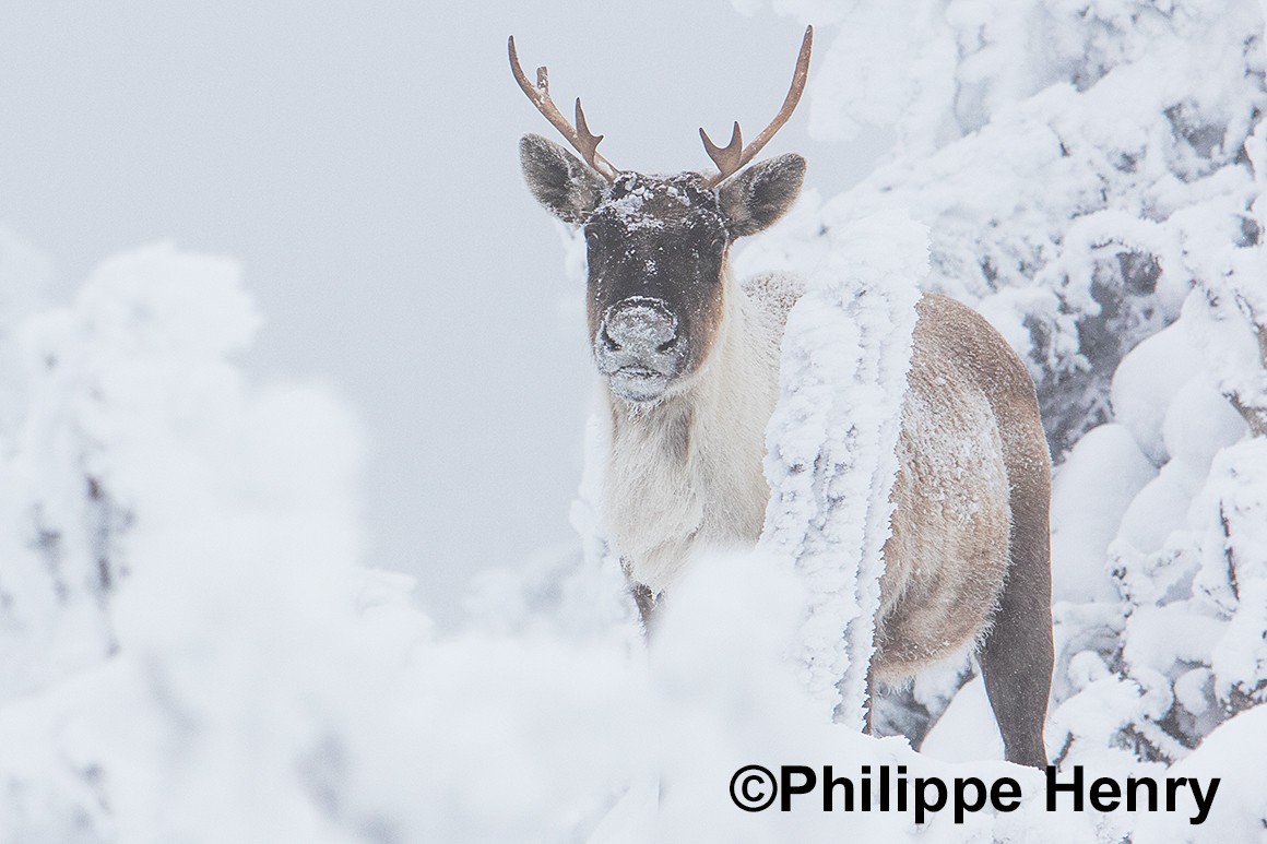 Caribou photograph by Philippe Henry ©