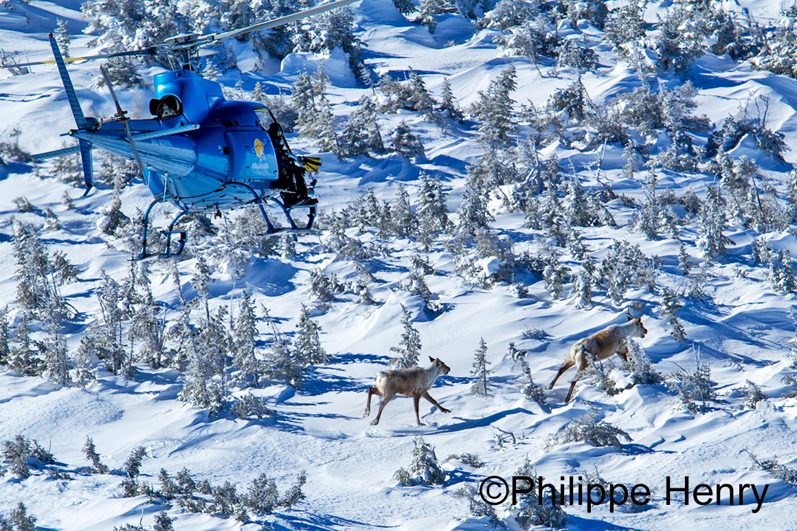 Caribou photograph by Philippe Henry ©