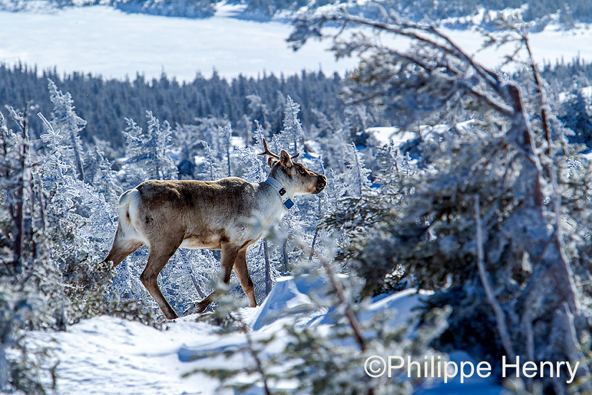 Caribou photograph by Philippe Henry ©