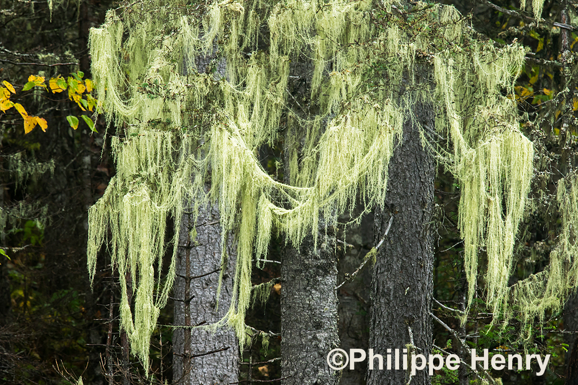 Lichen ffod for Caribou by Philippe Henry ©