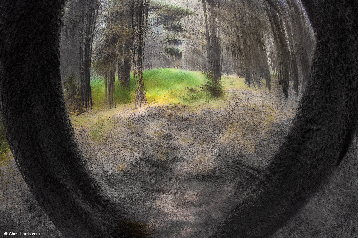 Enchanted forest I abstract by Chris Harris ©