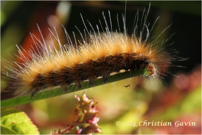Orange caterpillar by Christian Gavin ©