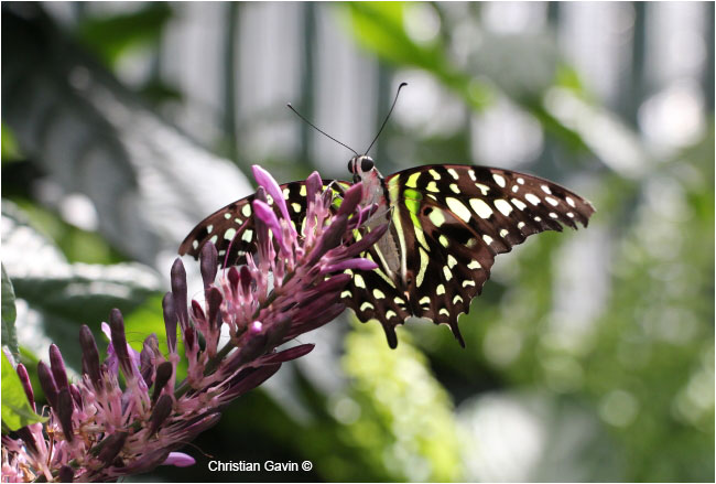 Tailed Jay Butterfly by Christian Gavin ©
