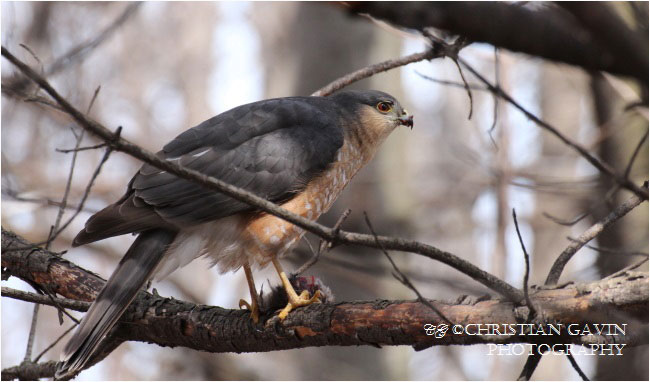 The Cooper's hawk is one of the most popular hawks of Canadian forests by Christian Gavin ©