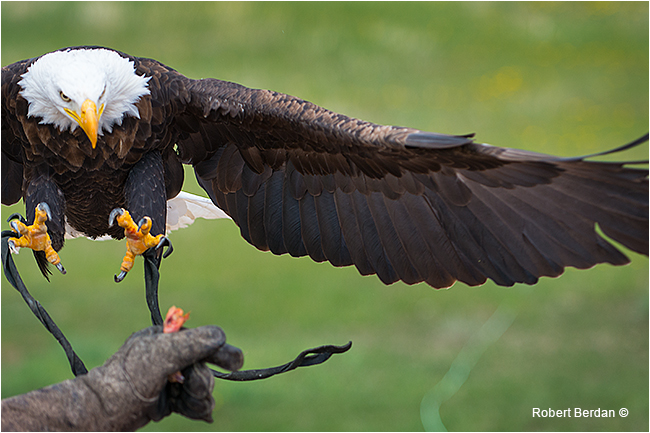 Bald eagle lands on gauntlet by Robert Berdan 