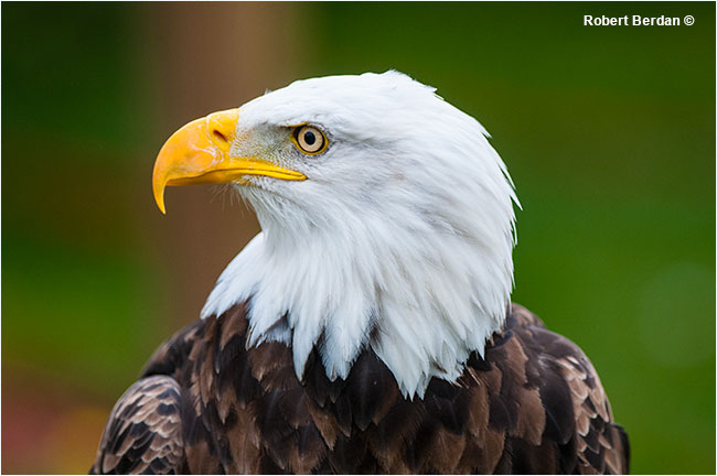 Bald eagle portrait. 