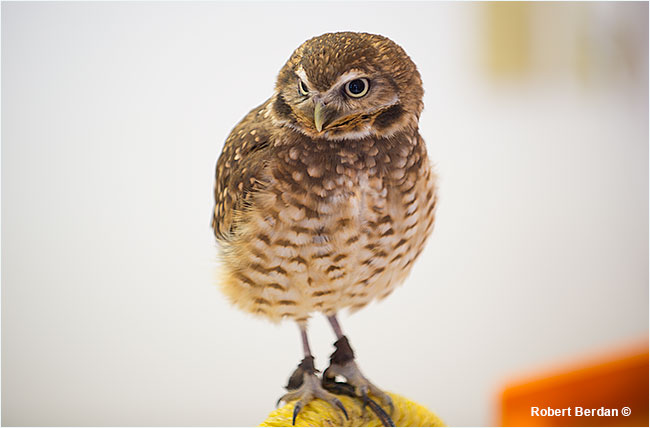 Burrowing owl Coaldale Birds of Prey Center by Robert Berdan &copy;