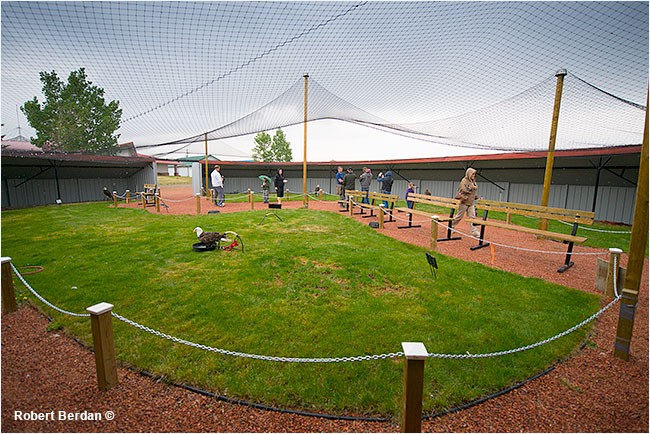 Eagle aviary at Birds of Prey Center Coaldale Alberta by Robert Berdan &copy;