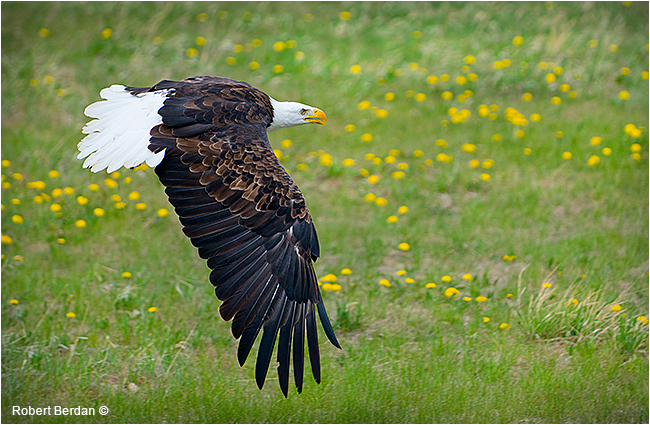Bald eagle in flight at rehabilation center - Birds of Prey Centere in Coaldale by Robert Berdan &copy;