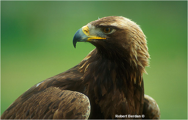 Golden eagle portrait by Robert Berdan 