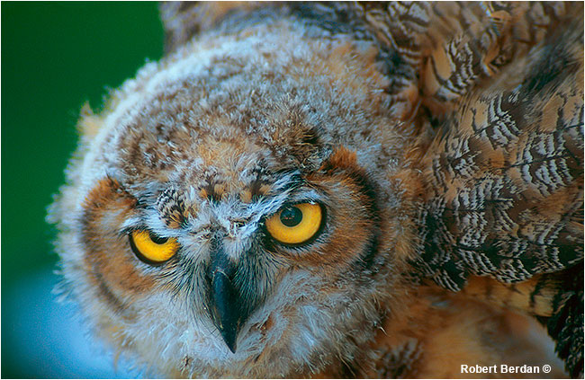 Young Great Horned owl at Birds of Prey Center by Robert Berdan &copy;