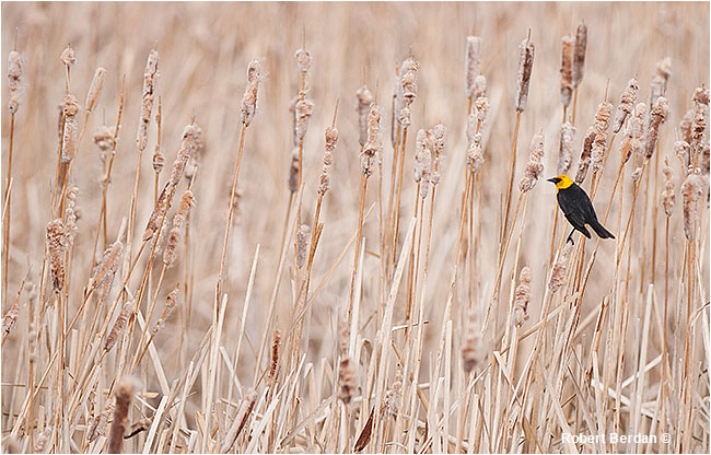 Yellow-headed blackbird on bullrushes by Robert Berdan 