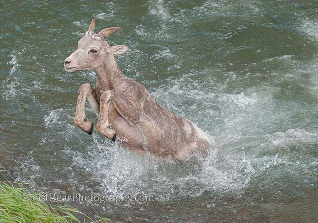 bighorn sheep jumping out of river by ghostbear photography.com 