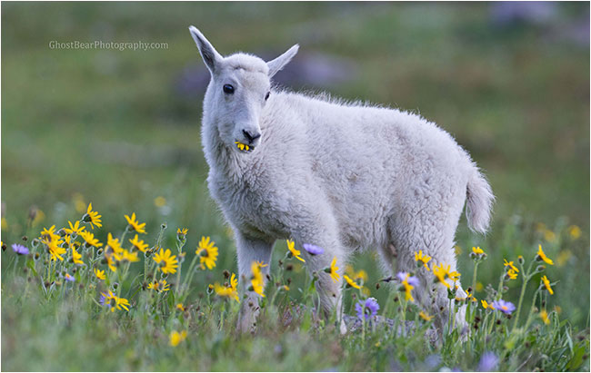 mountain goat kid by ghostbearphotography.com 