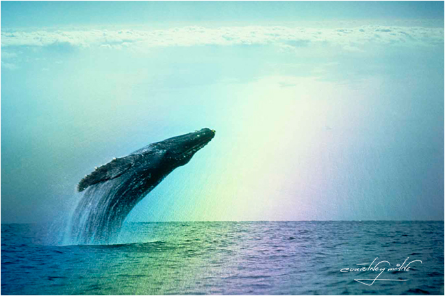 Blue whale breaching by Courtney Milne ©