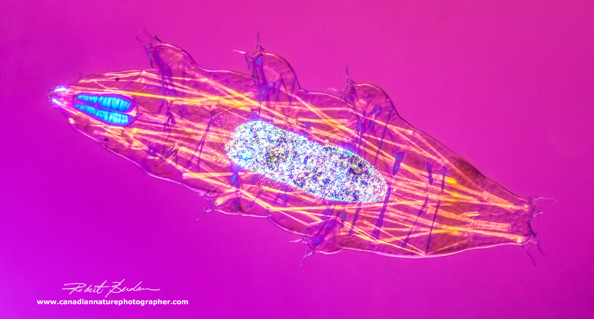 Tardigrade Milenisium tardagradum photographed with polarized light microscopy by Robert Berdan ©
