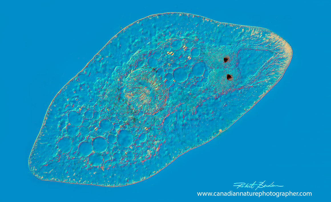 Aquatic flatworm DIC microscopy  by Robert Berdan ©