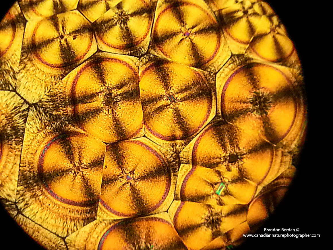 Vitamin C crystals 200X Polarized light microscopy Samsung Galaxy III cell phone on microscope Brandon Berdan ©