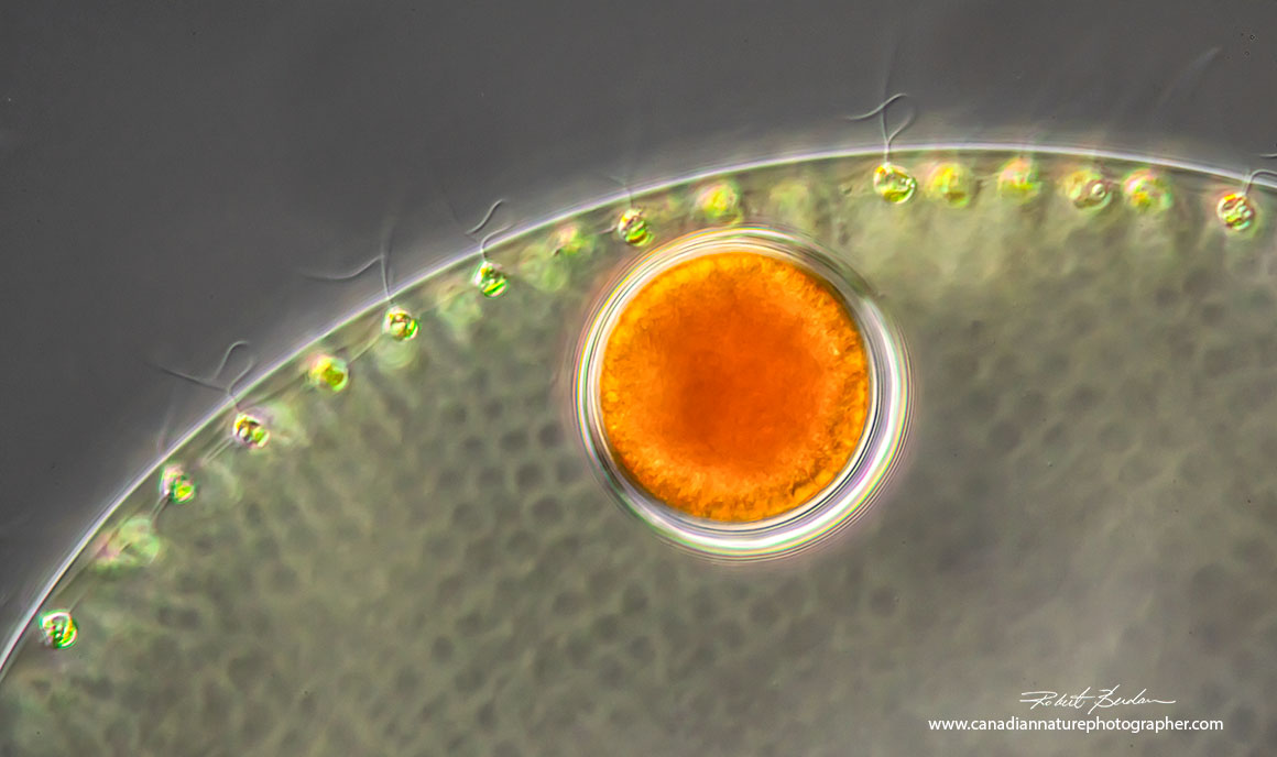 Volvox and daughter colony DIC microscopy Robert Berdan ©