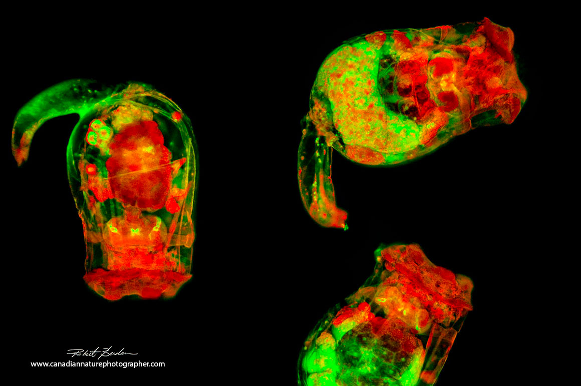 Rotifers Brachionus sp photographed with a wide field fluorescence microscope Robert Berdan ©
