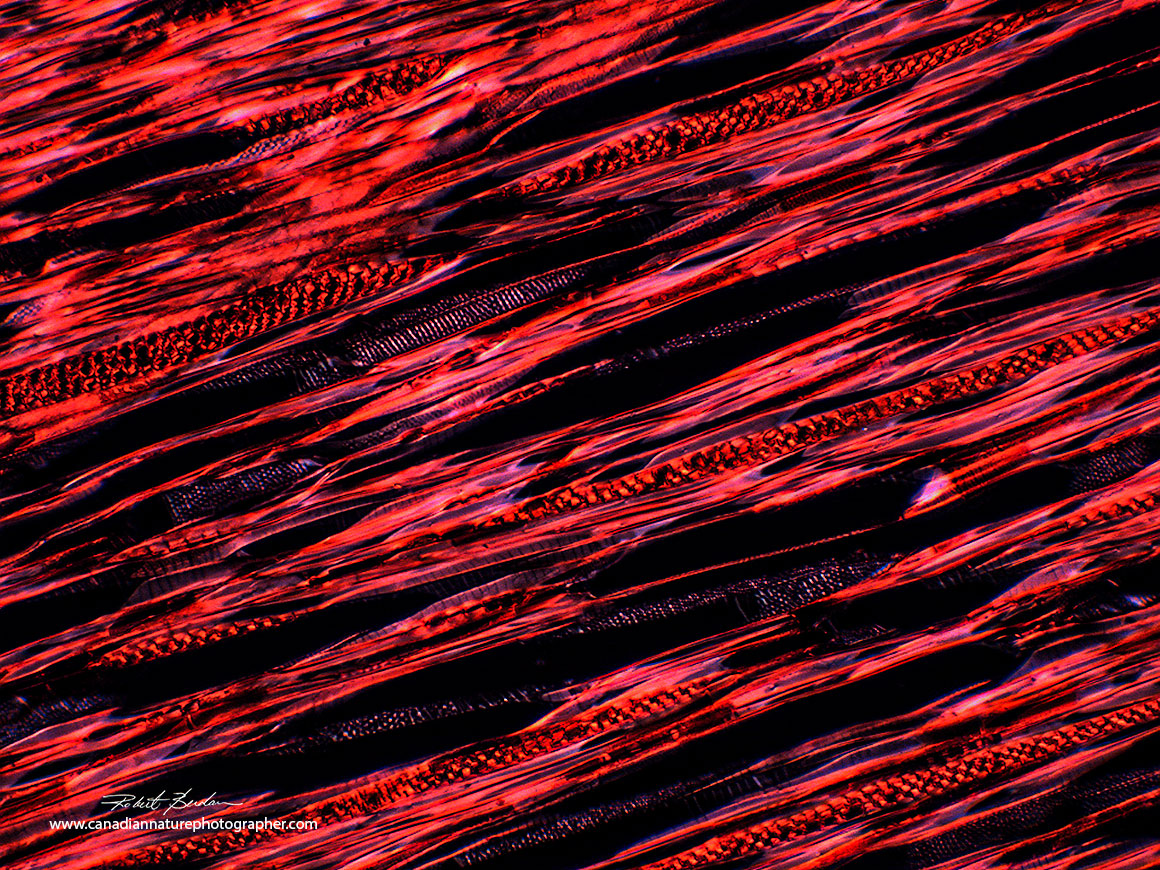 Wood in polarized light 100X Moticam Pro s5 Lite dedicated microscope camera Robert Berdan ©