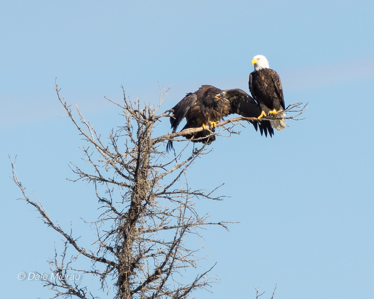 Jackson island fledgling eagle by Dale Mierau ©