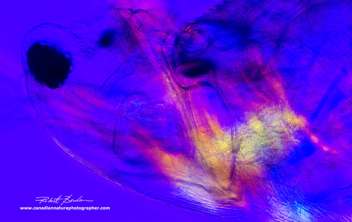 Polarizing microscopy - at higher magnification the muscles attached to the 2nd attenna are coloured - birefringent under polarized light by Robert Berdan ©