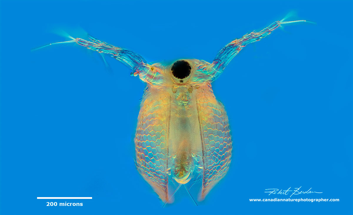 Water flea Ceriodaphnia sp frontal view by DIC (Differential Interference Contrast) microscopy by Robert Berdan ©