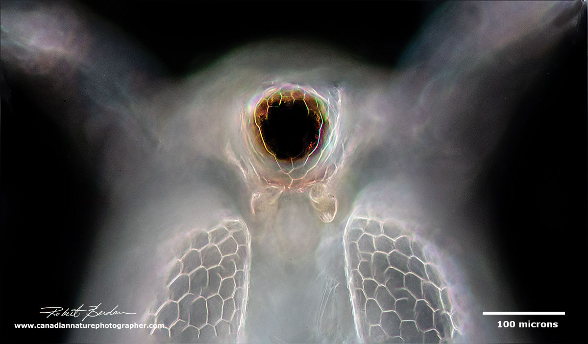 Frontal view showing the large compound eye and the pair of first antenna under the eye Ceriodaphnia  by Robert Berdan ©