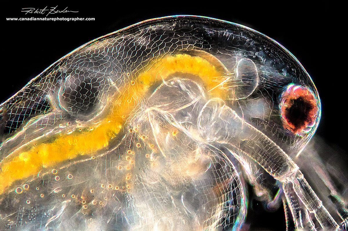 Darkfield microscopy showing Daphnia carpace texture and the translucence lets you see details of the organs by Robert Berdan ©