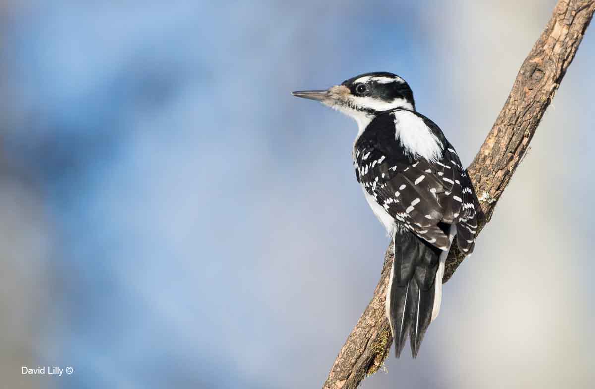 Hairy Woodpecker by David Lilly ©