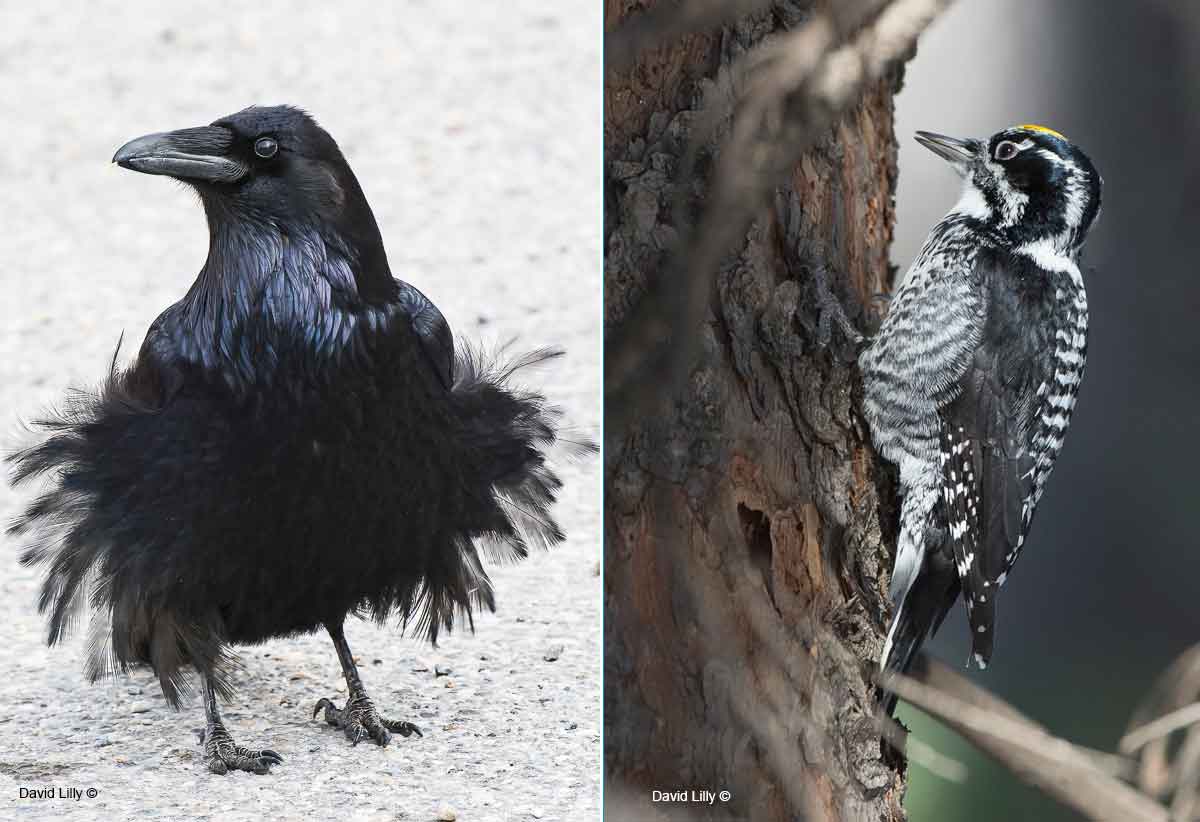 Raven and three toed woodpeciker by David Lilly ©
