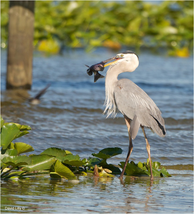 Great Blue Heron with Fish by David Lilly ©